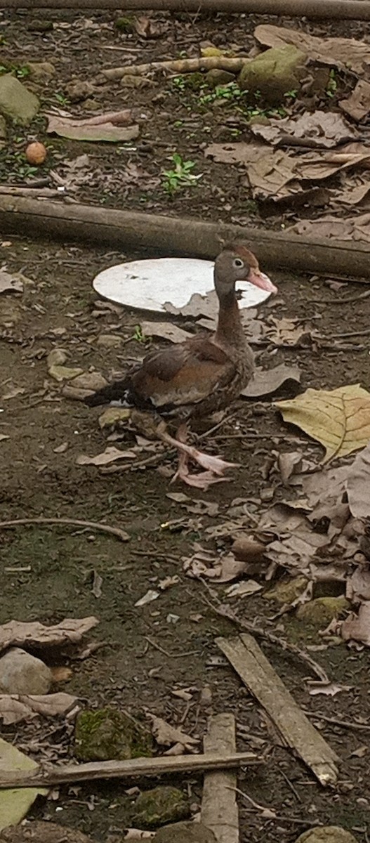 Black-bellied Whistling-Duck - Brayan Quinatoa