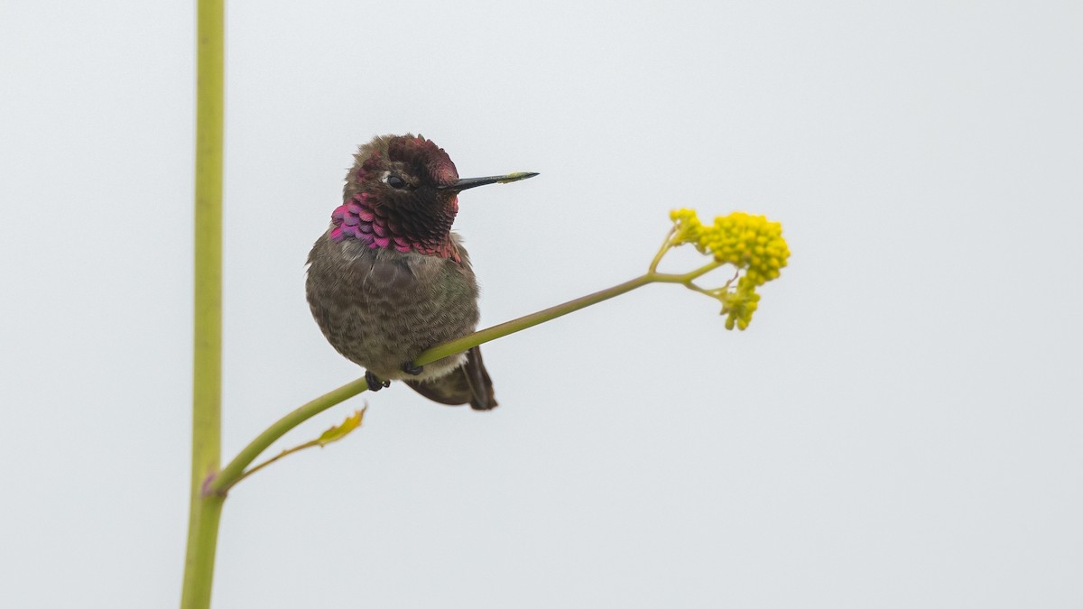 Anna's Hummingbird - ML596754601
