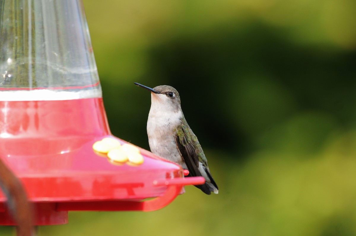 Ruby-throated Hummingbird - ML59675461