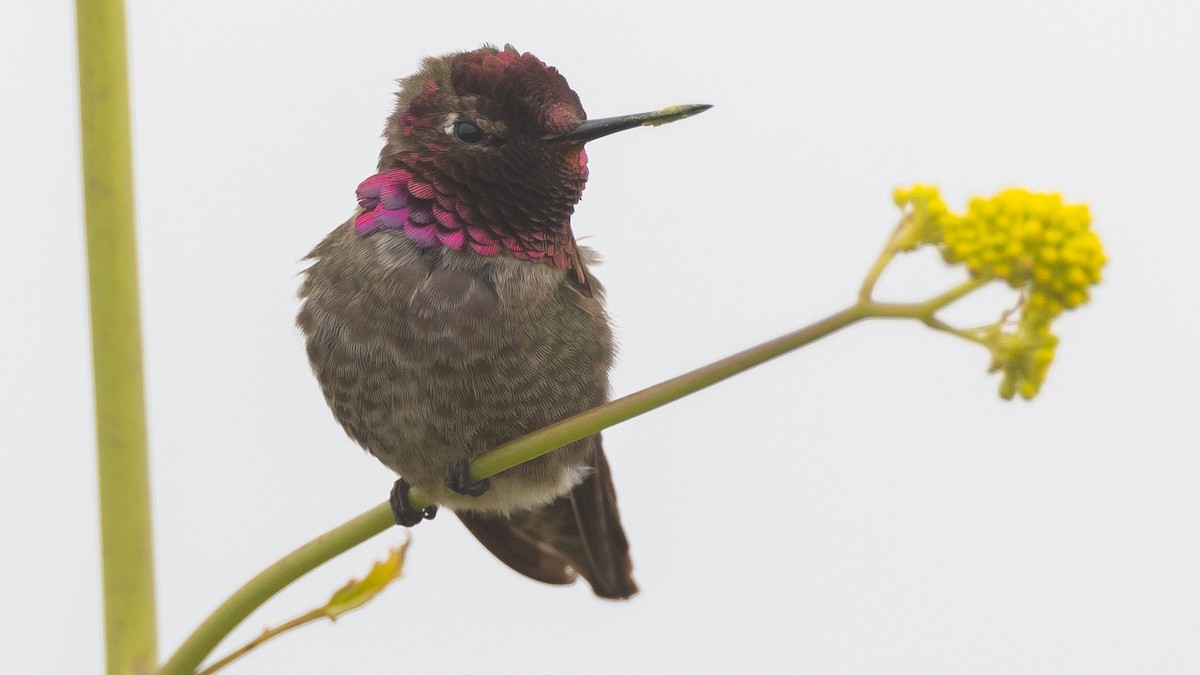 Anna's Hummingbird - ML596755181