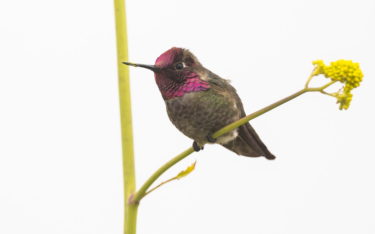 Anna's Hummingbird - ML596755231