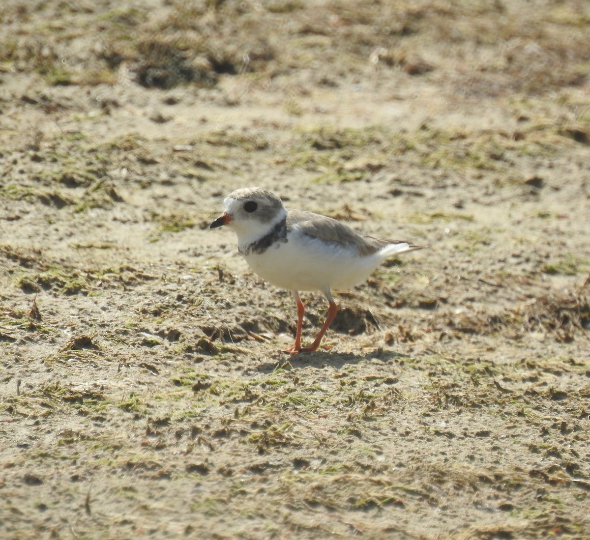 Piping Plover - ML596759341