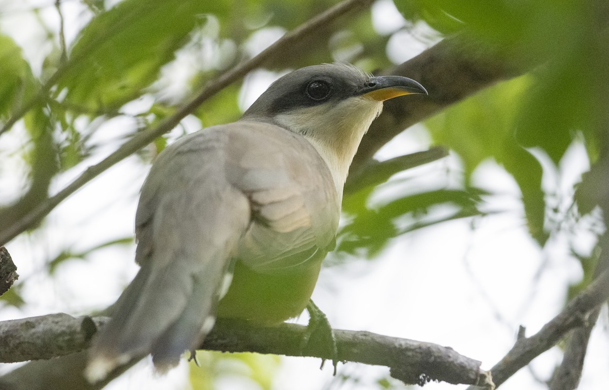 Mangrove Cuckoo - ML596759851