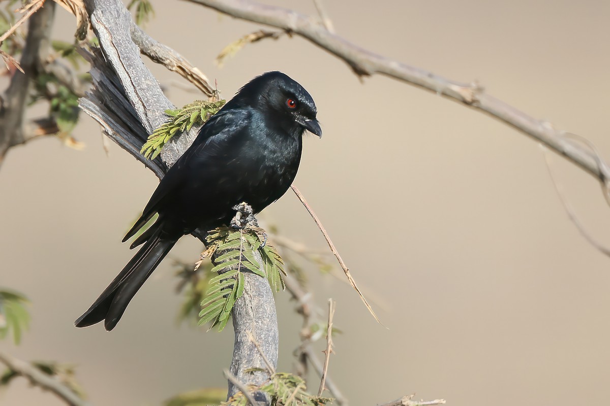 Fork-tailed Drongo - ML596760561
