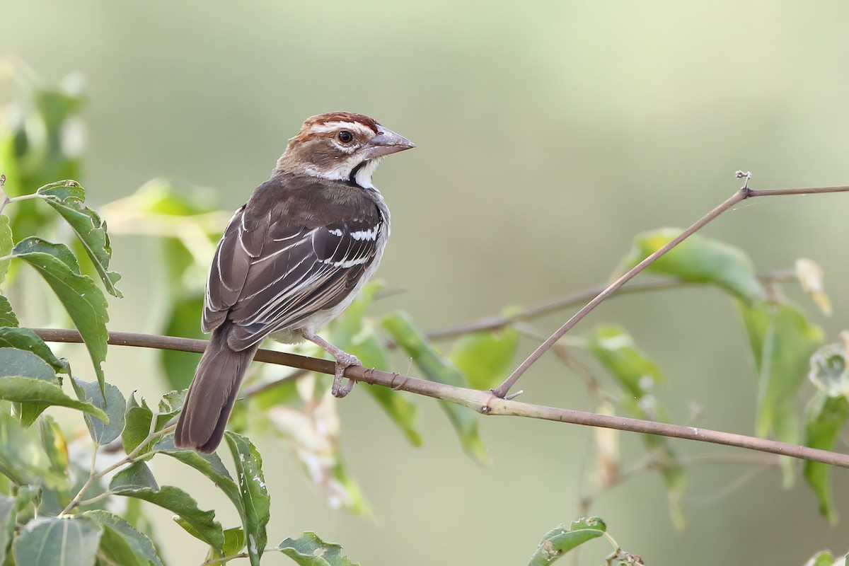 Chestnut-crowned Sparrow-Weaver - ML596761051