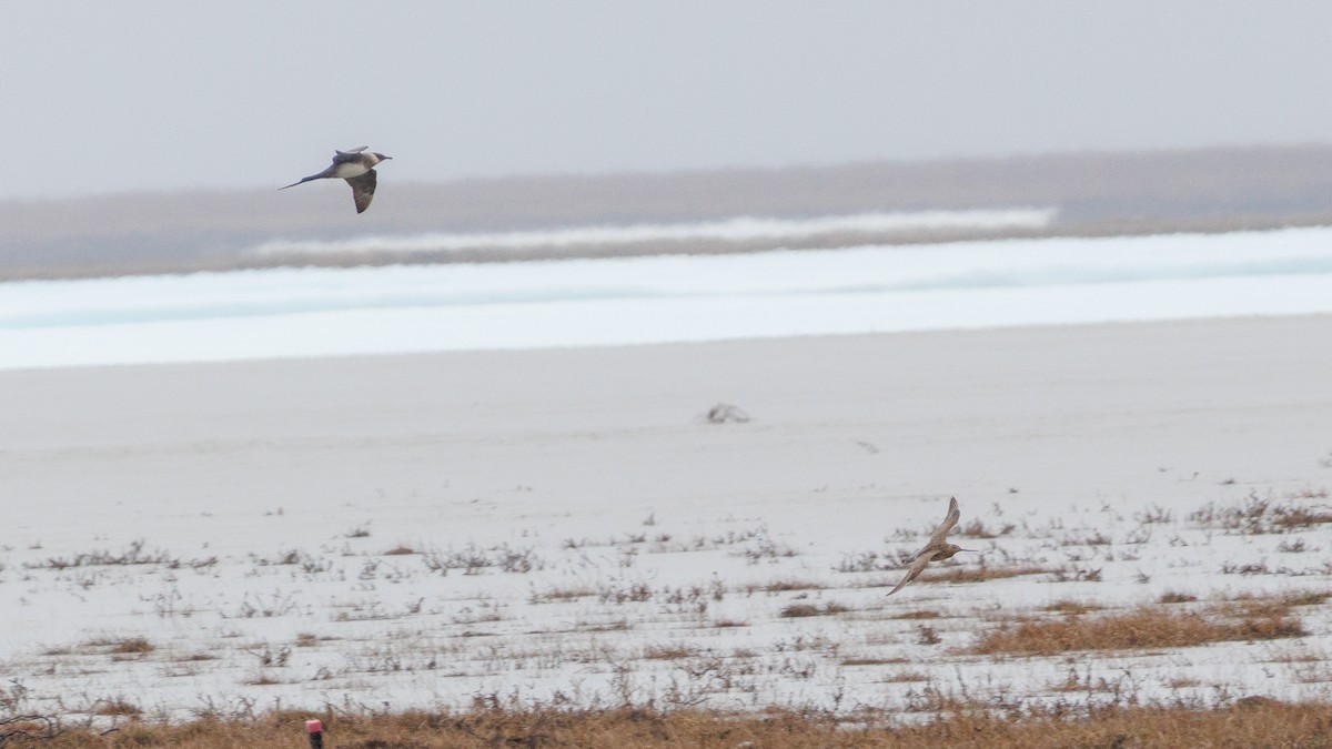 Bar-tailed Godwit (Siberian) - ML596761611