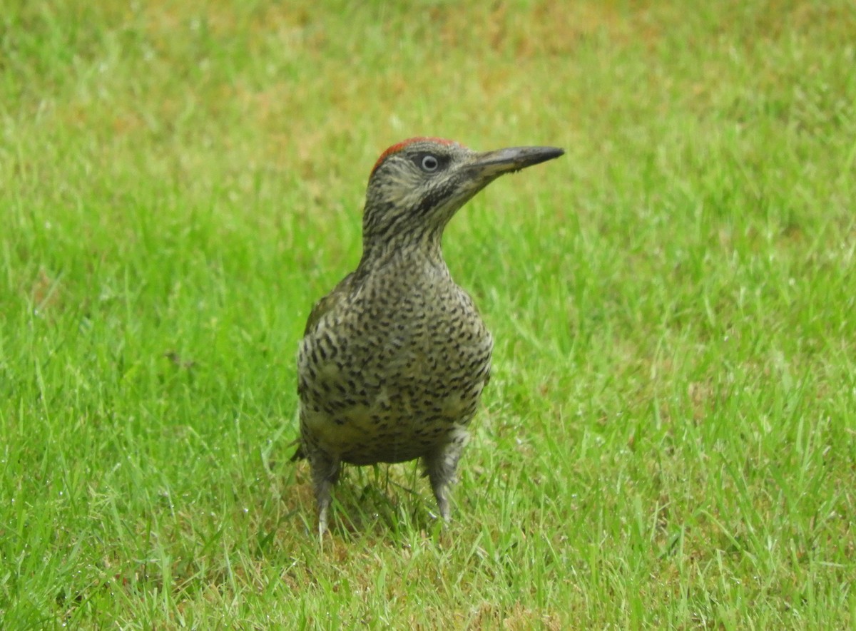 Eurasian Green Woodpecker - ML596761911