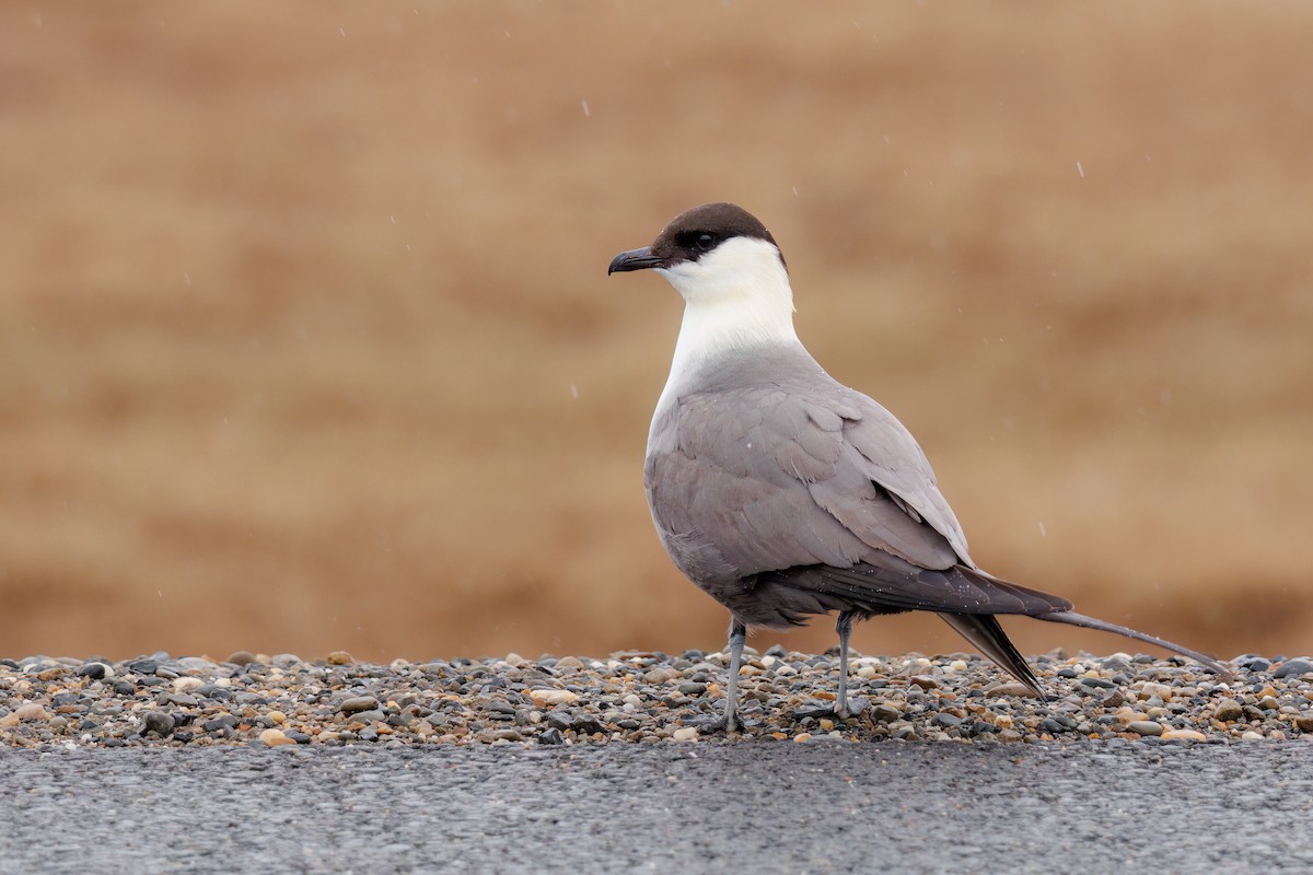Long-tailed Jaeger - ML596765611