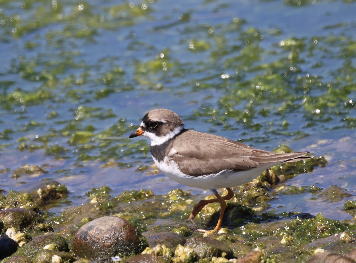Semipalmated Plover - ML596765941