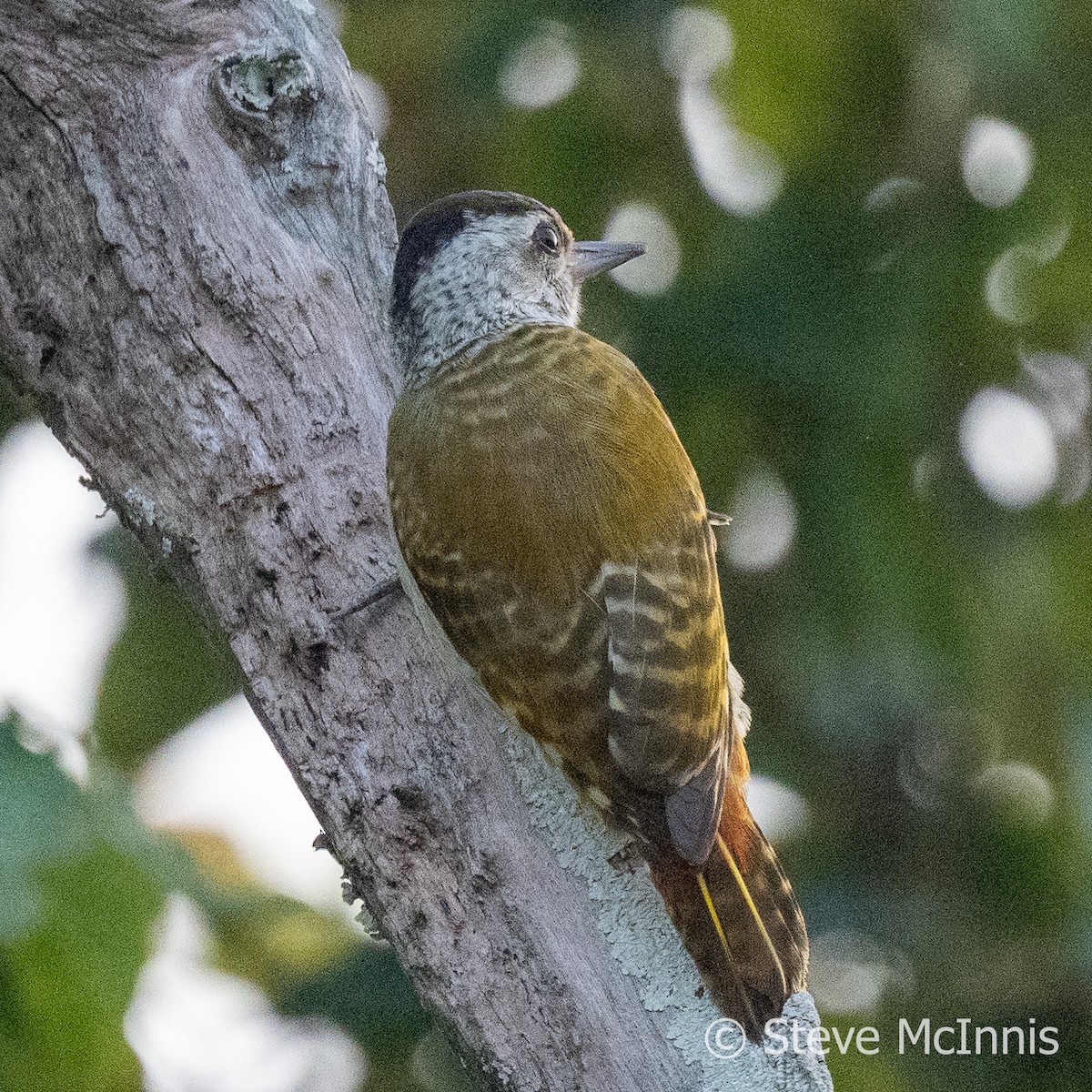 Speckle-breasted Woodpecker - ML596767521