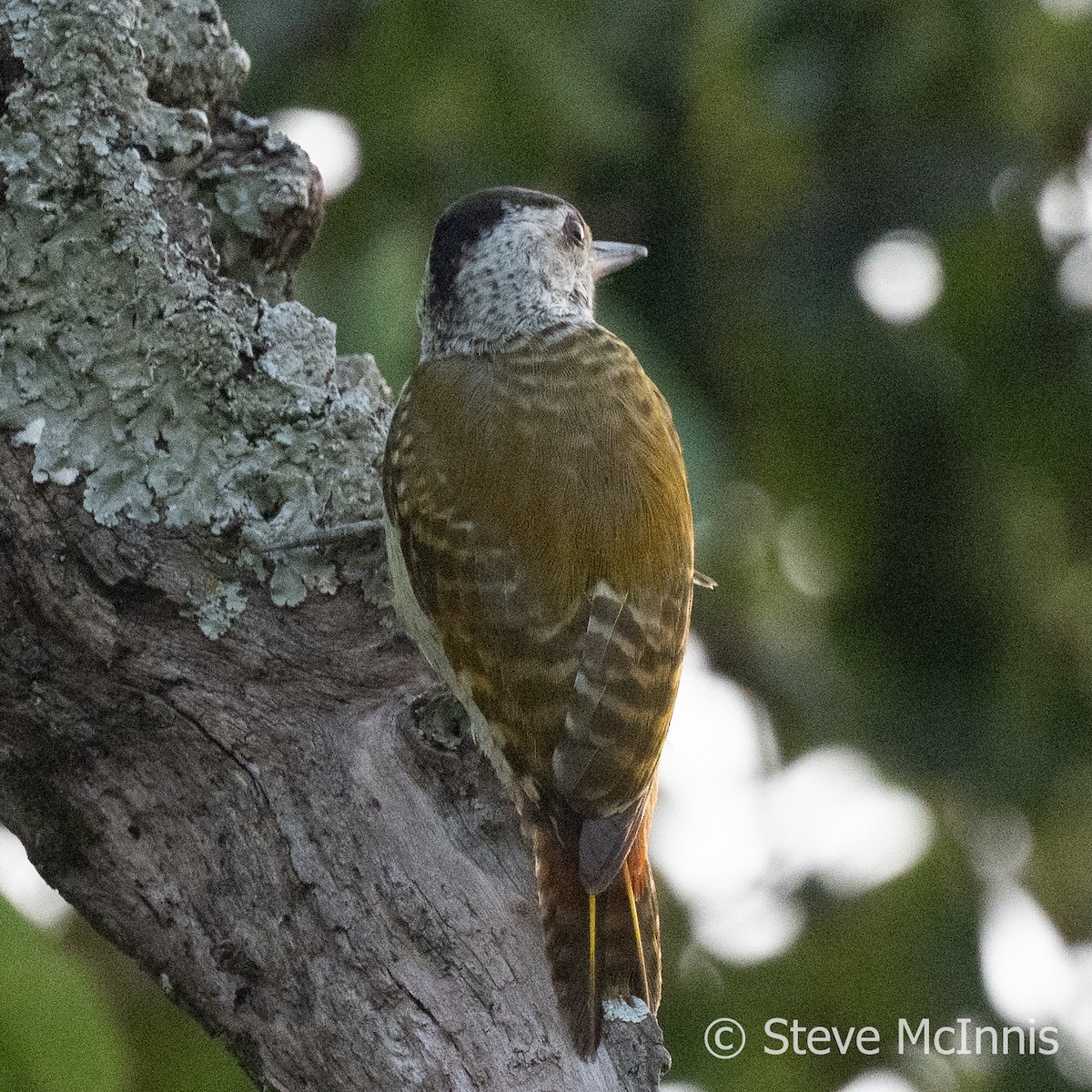 Speckle-breasted Woodpecker - ML596767541