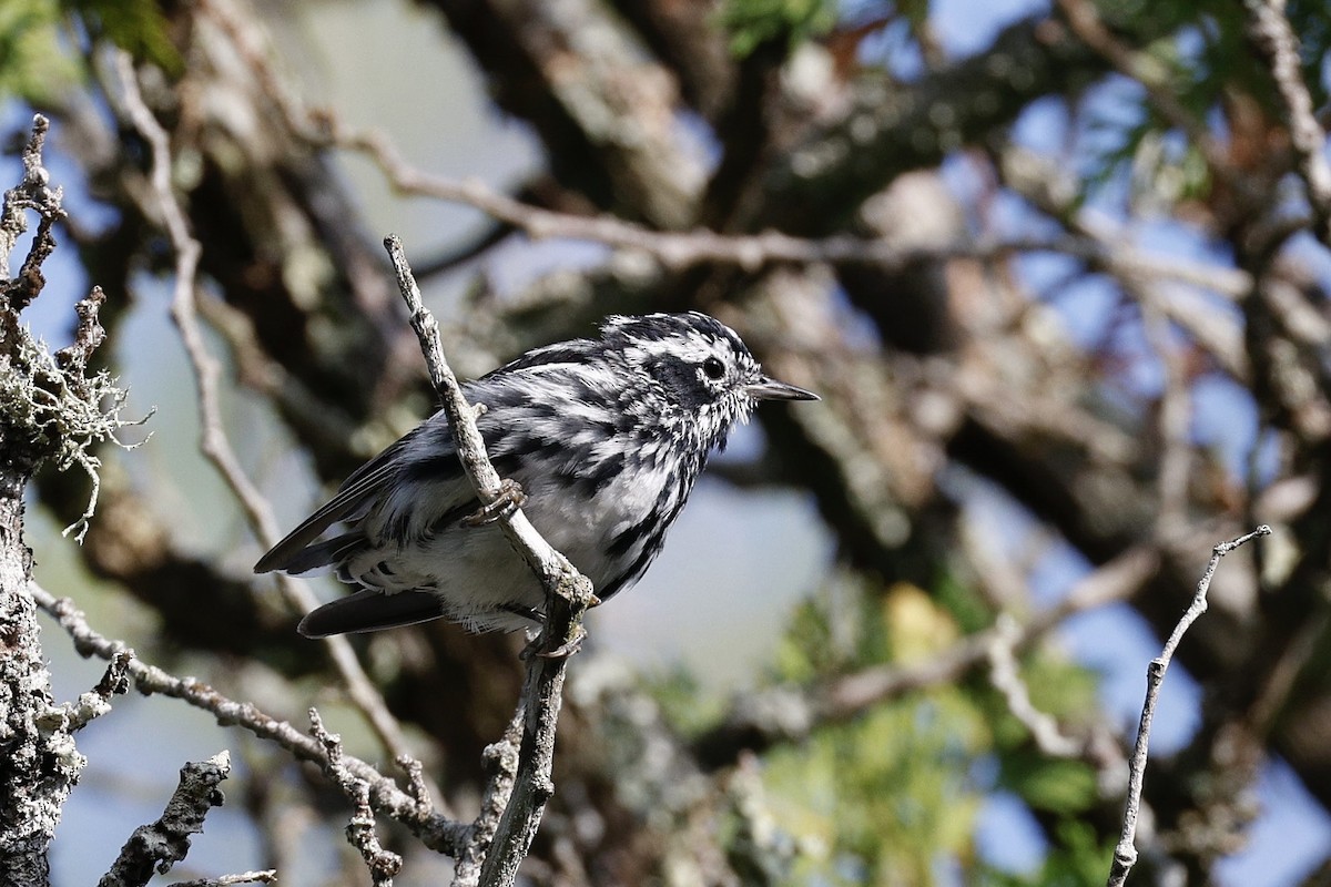 Black-and-white Warbler - ML596768101