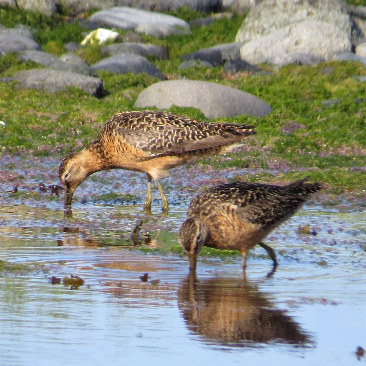 Long-billed Dowitcher - ML596768401