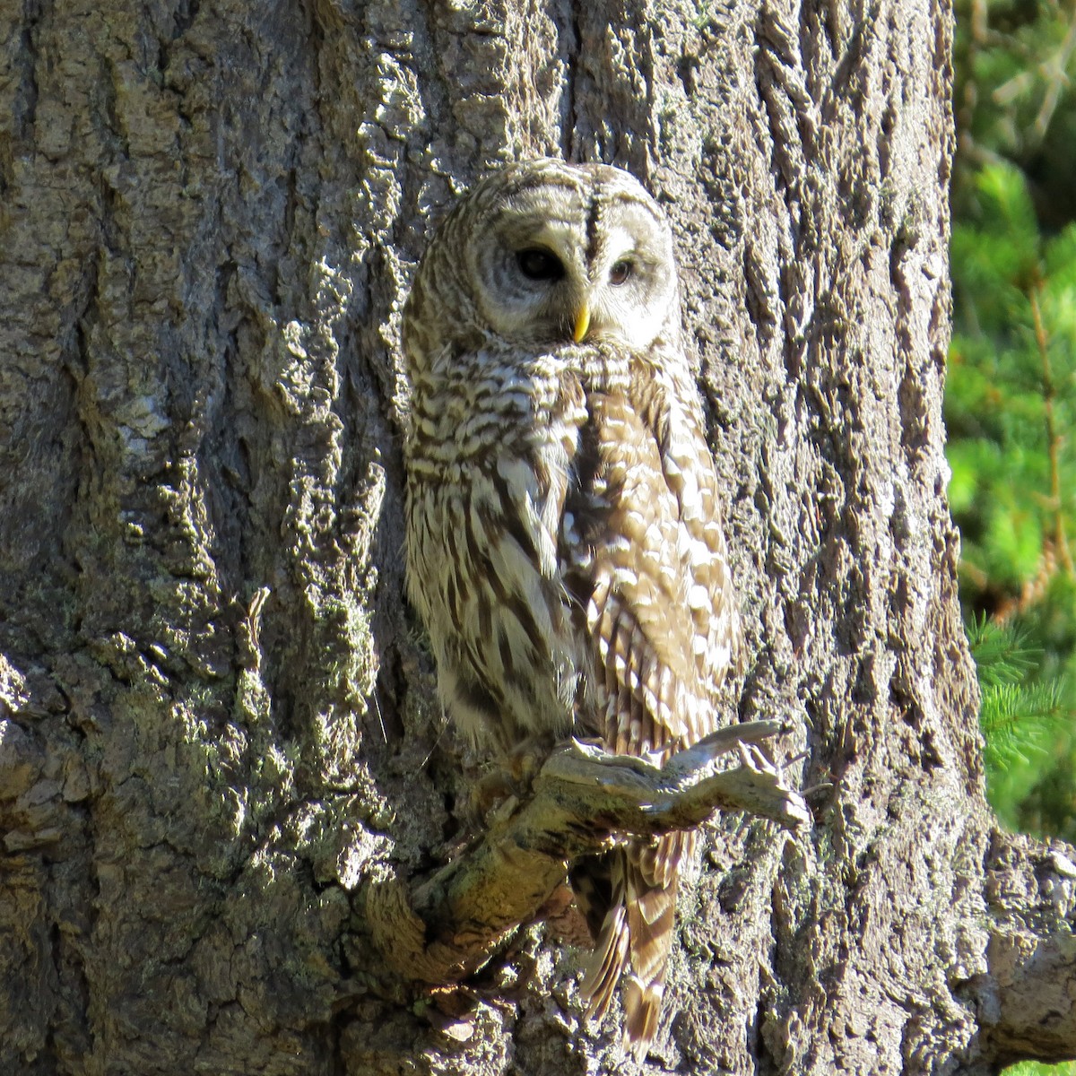 Barred Owl - ML596768901