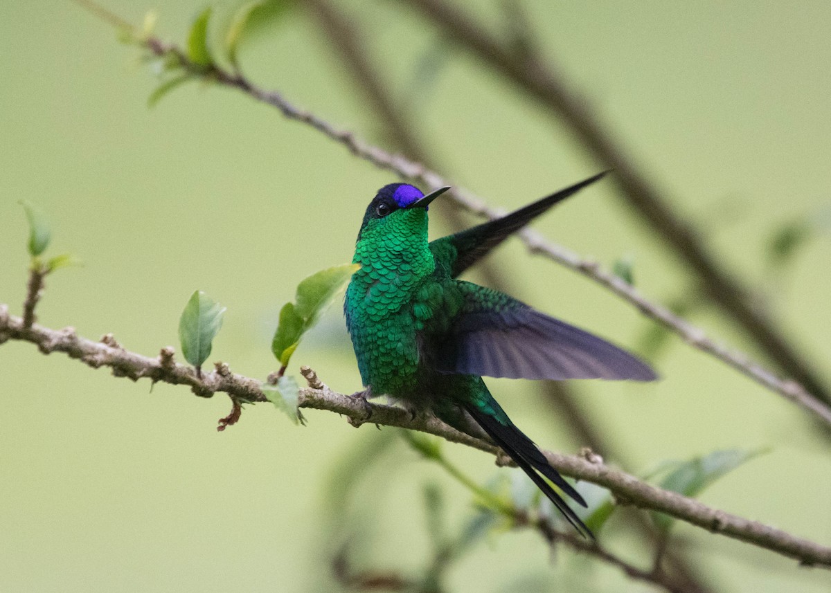 kolibřík fialovotemenný - ML596771361