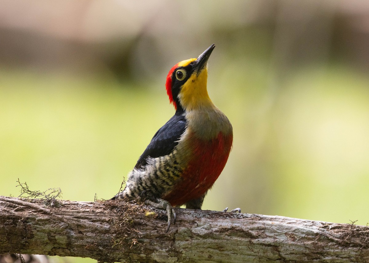 Yellow-fronted Woodpecker - ML596771871