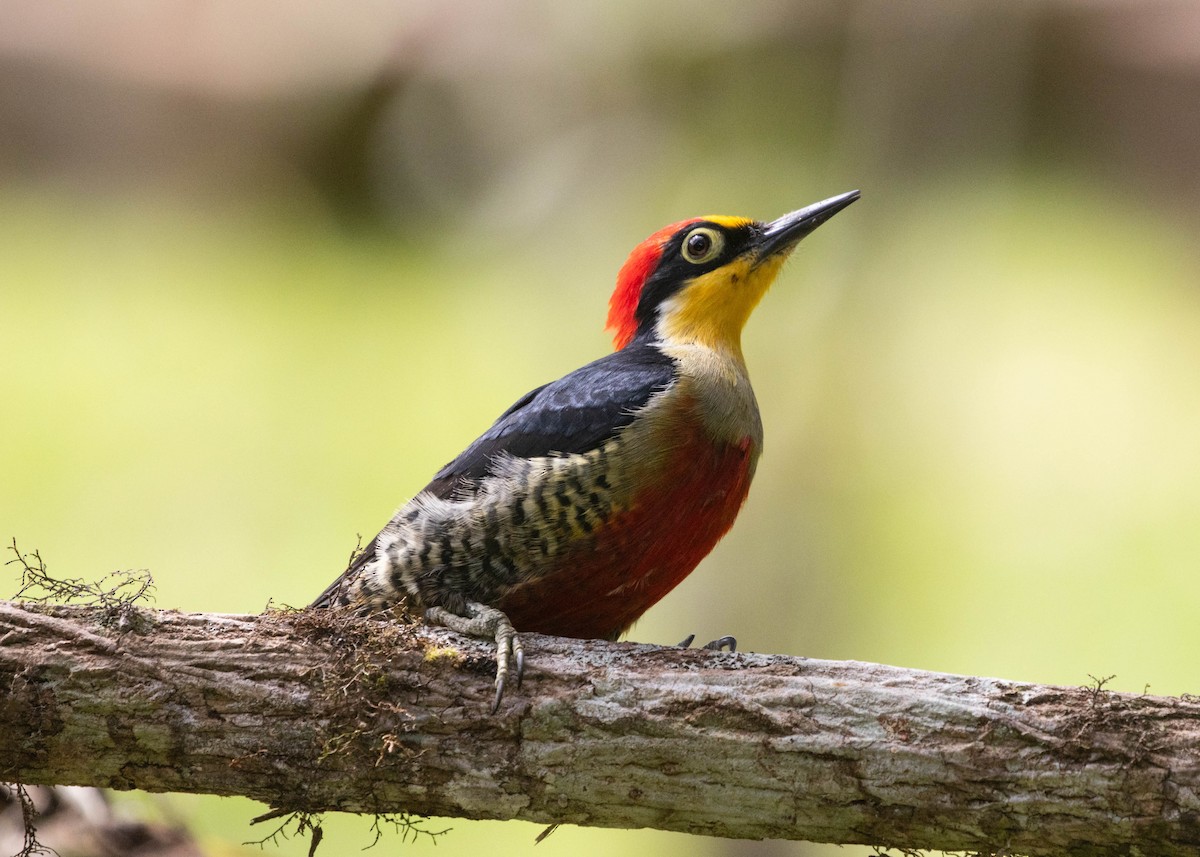Yellow-fronted Woodpecker - ML596771881