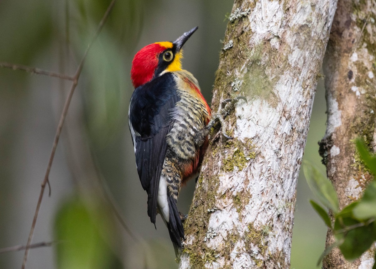 Yellow-fronted Woodpecker - ML596771891