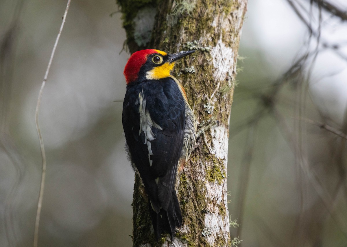 Yellow-fronted Woodpecker - Silvia Faustino Linhares