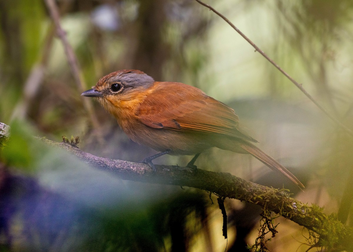 Chestnut-crowned Becard - Silvia Faustino Linhares