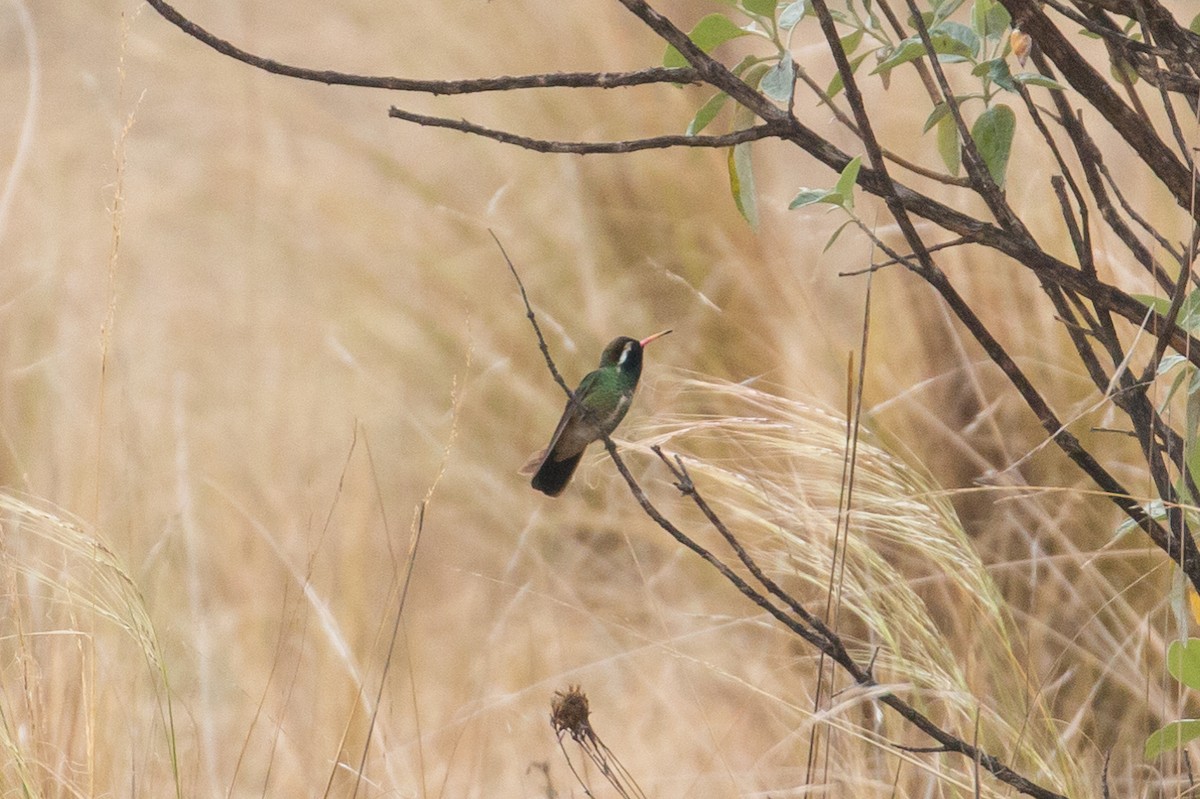 White-eared Hummingbird - Patrick Van Thull