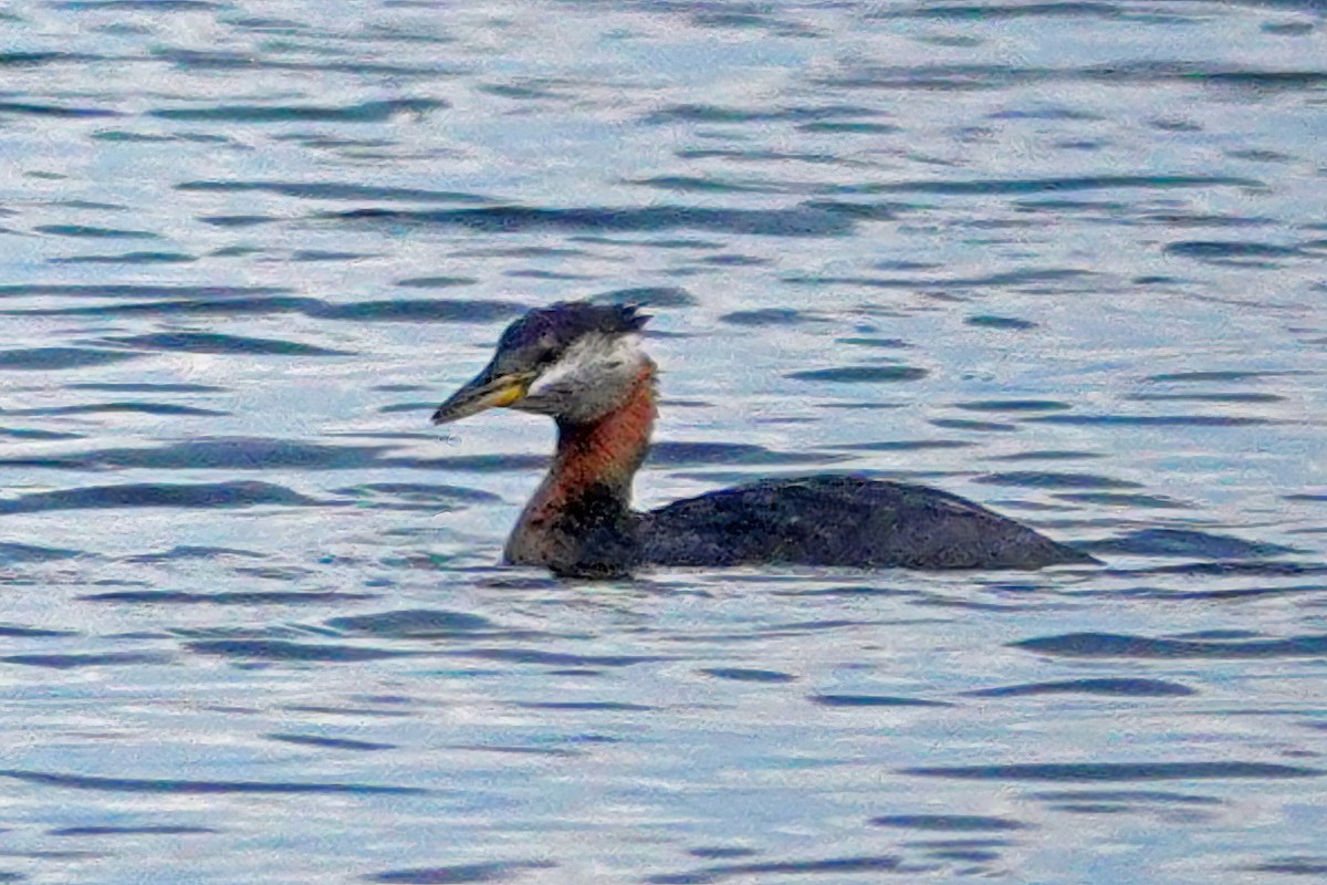 Red-necked Grebe - ML596776151