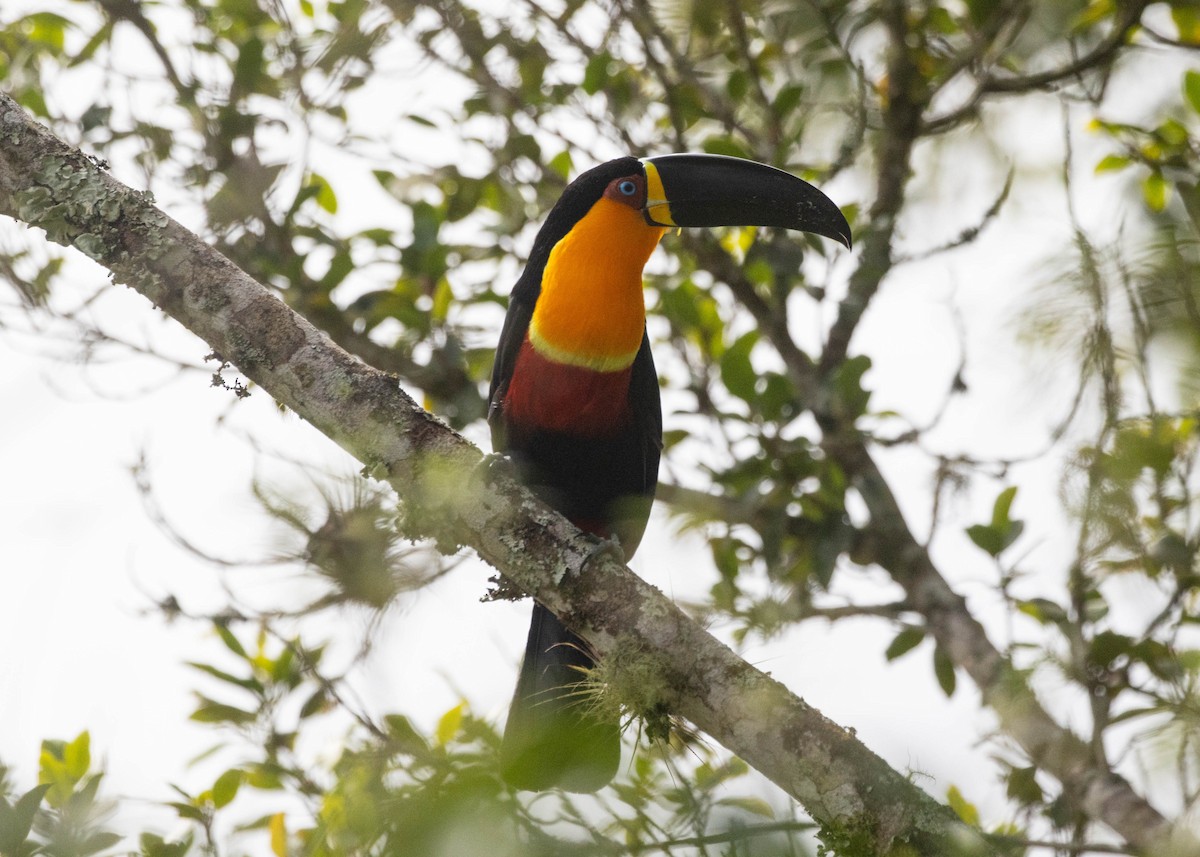 Channel-billed Toucan - Silvia Faustino Linhares