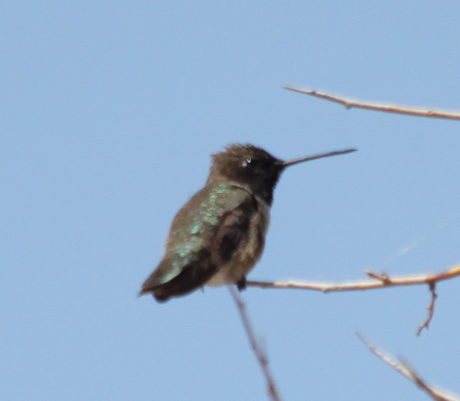 Black-chinned Hummingbird - Allison Graves