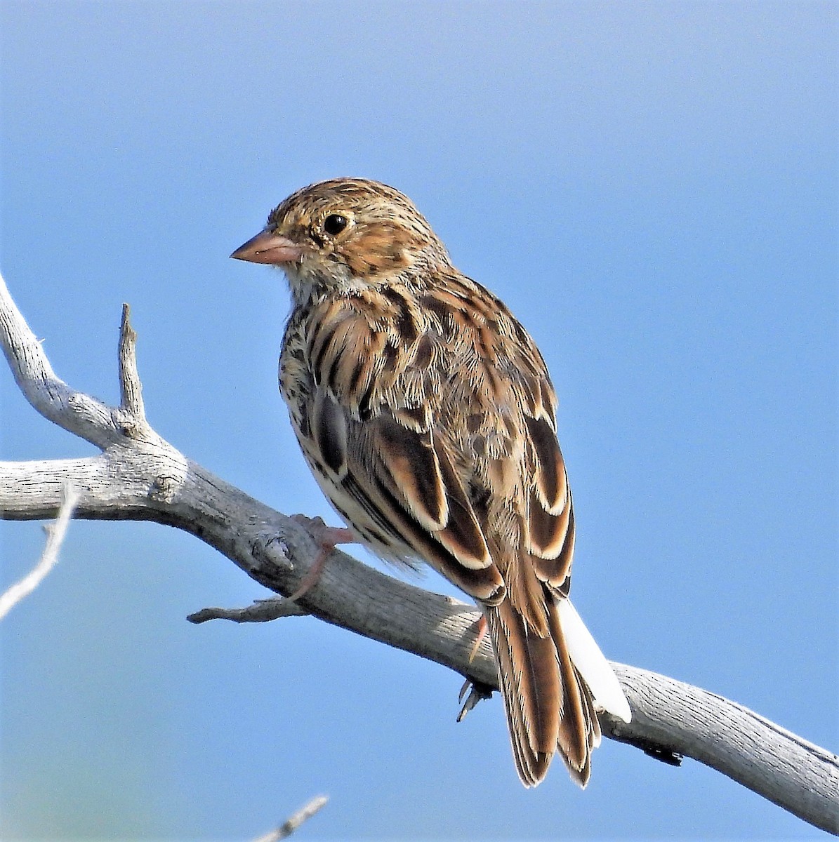Vesper Sparrow - ML596781621