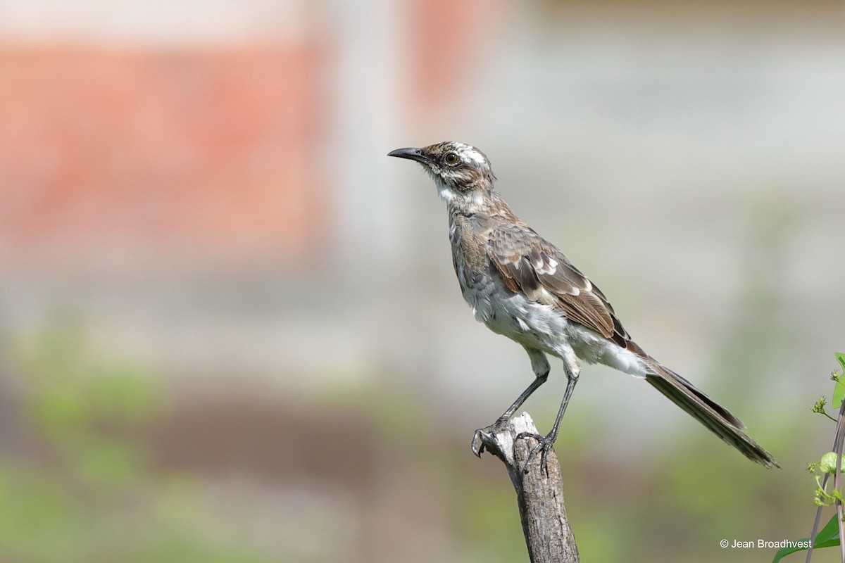 Long-tailed Mockingbird - ML596783731