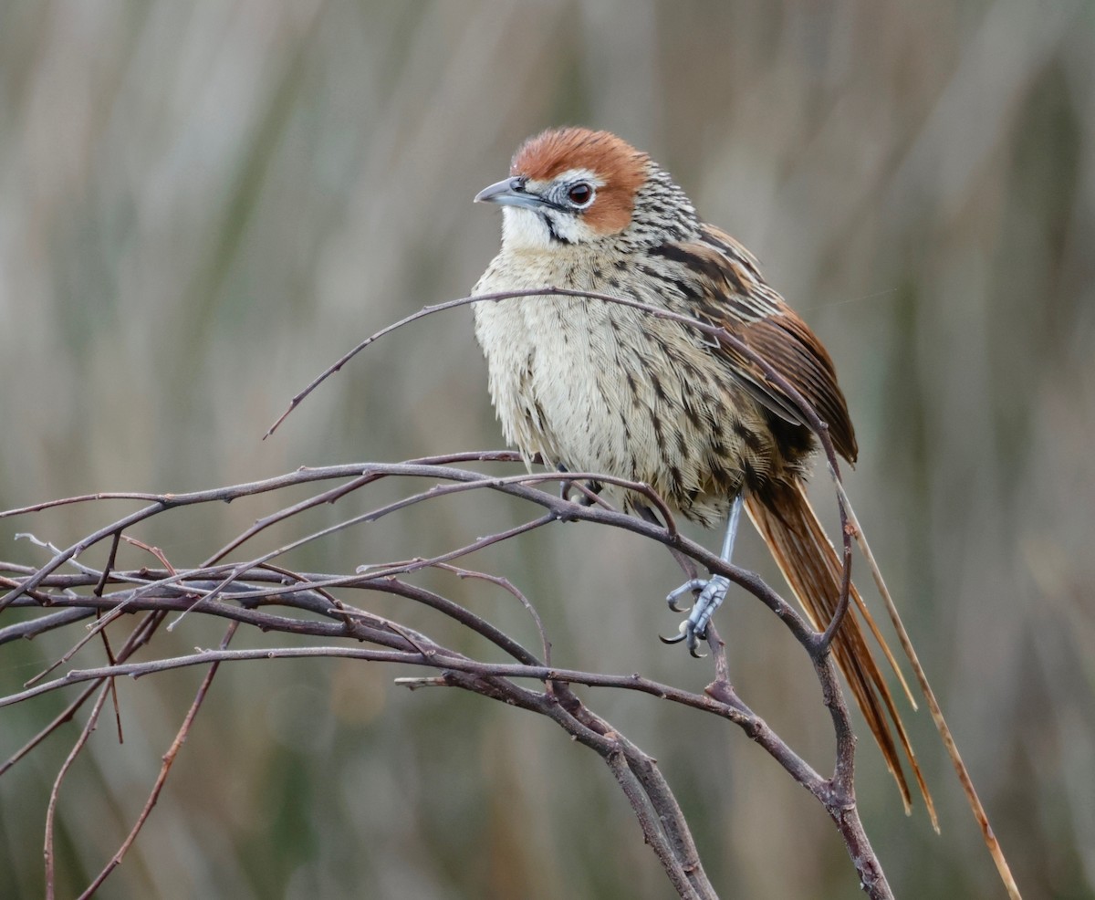 Cape Grassbird - Garret Skead
