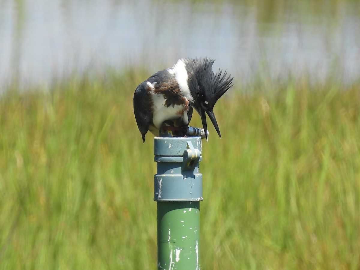 Belted Kingfisher - ML596787671