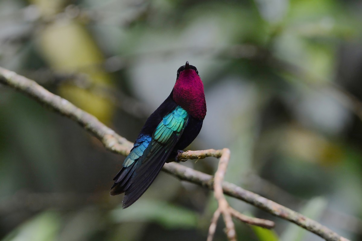 Пурпурногорлый колибри - ML596788791