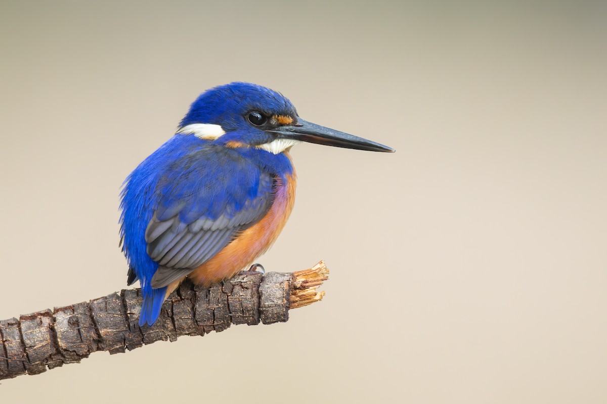 Azure Kingfisher - Paul Heath