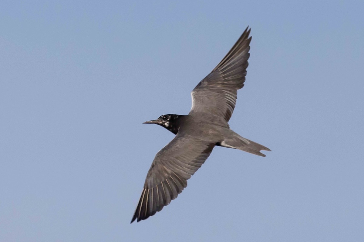 Black Tern - ML596799211