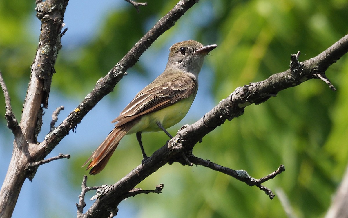 Great Crested Flycatcher - ML596802941