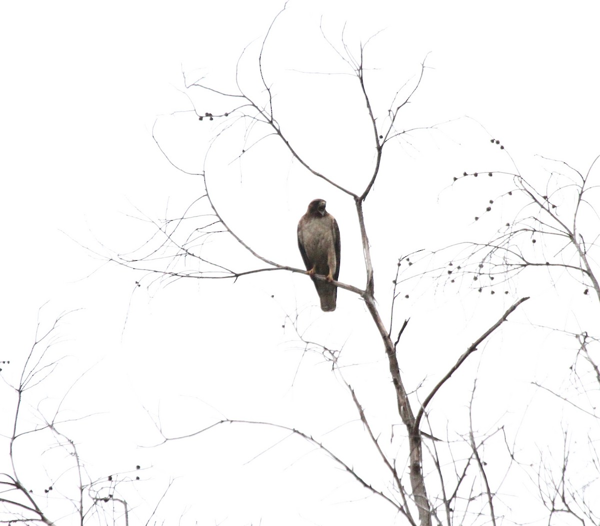 Red-tailed Hawk (calurus/alascensis) - Rick Fournier