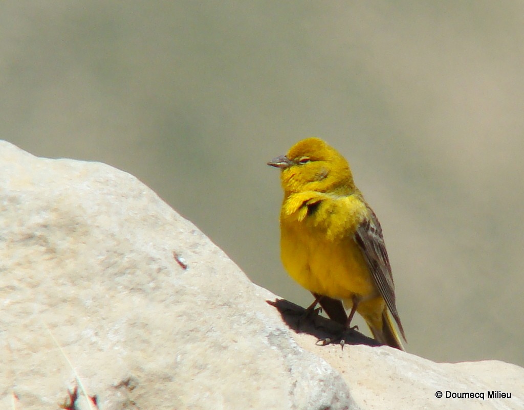 Greater Yellow-Finch - ML59680681