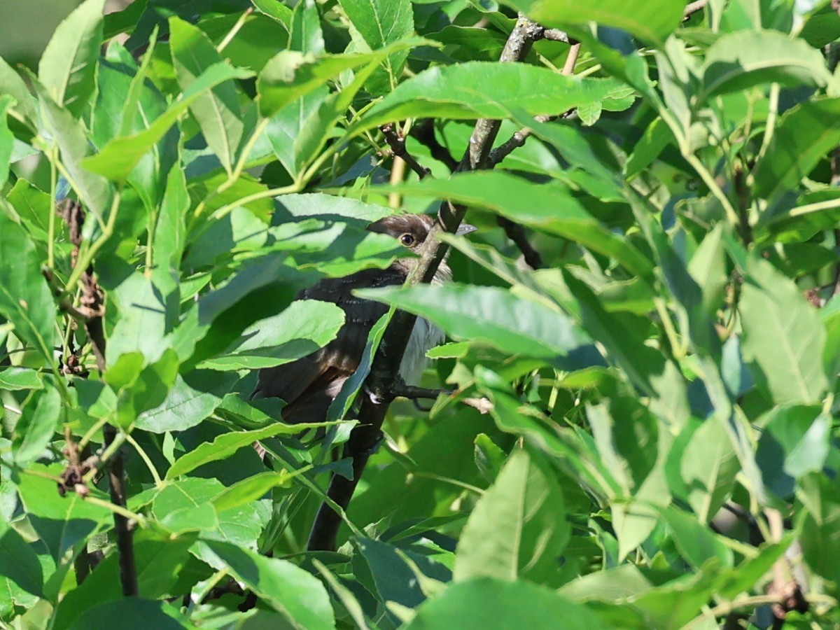 Black-billed Cuckoo - ML596809521