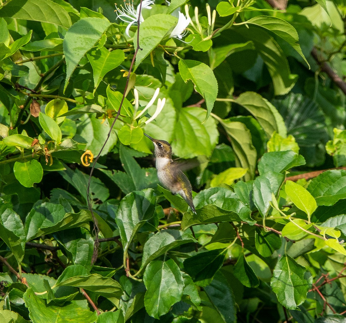 Ruby-throated Hummingbird - ML596812001