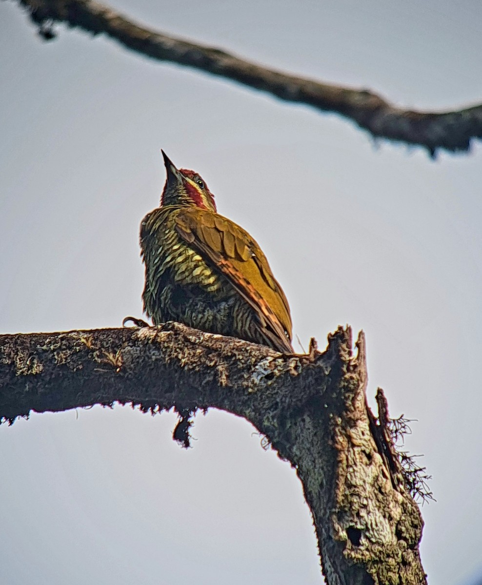 Stripe-cheeked Woodpecker - ML596812571