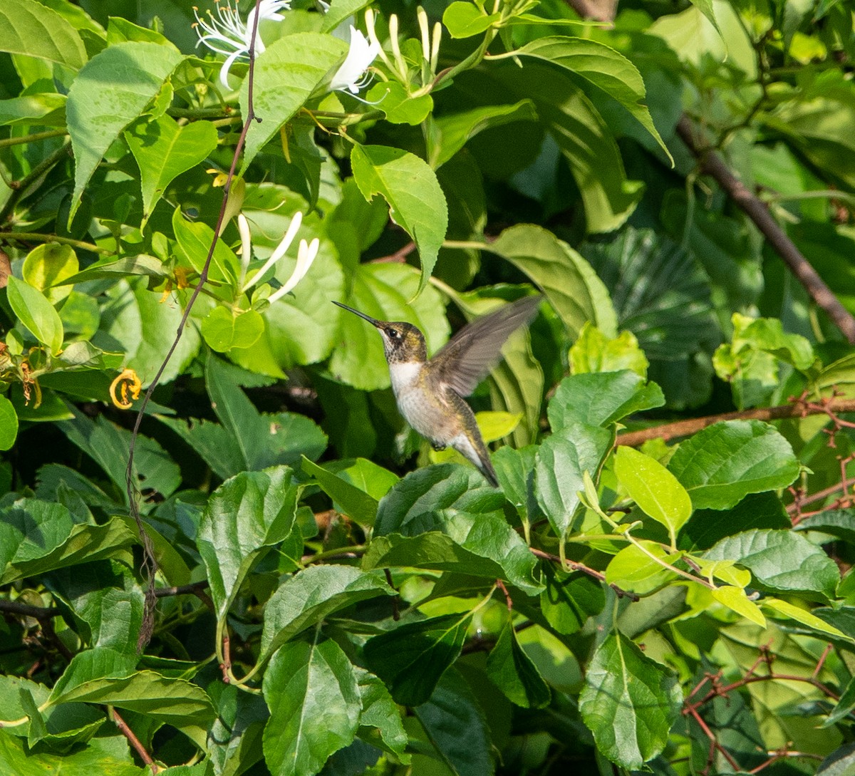 Ruby-throated Hummingbird - ML596813241