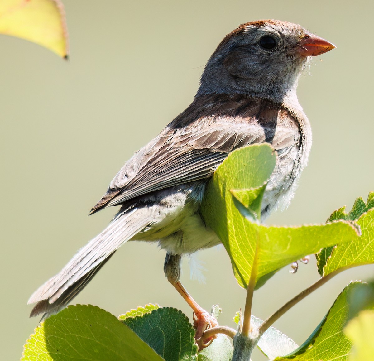 Field Sparrow - ML596814971