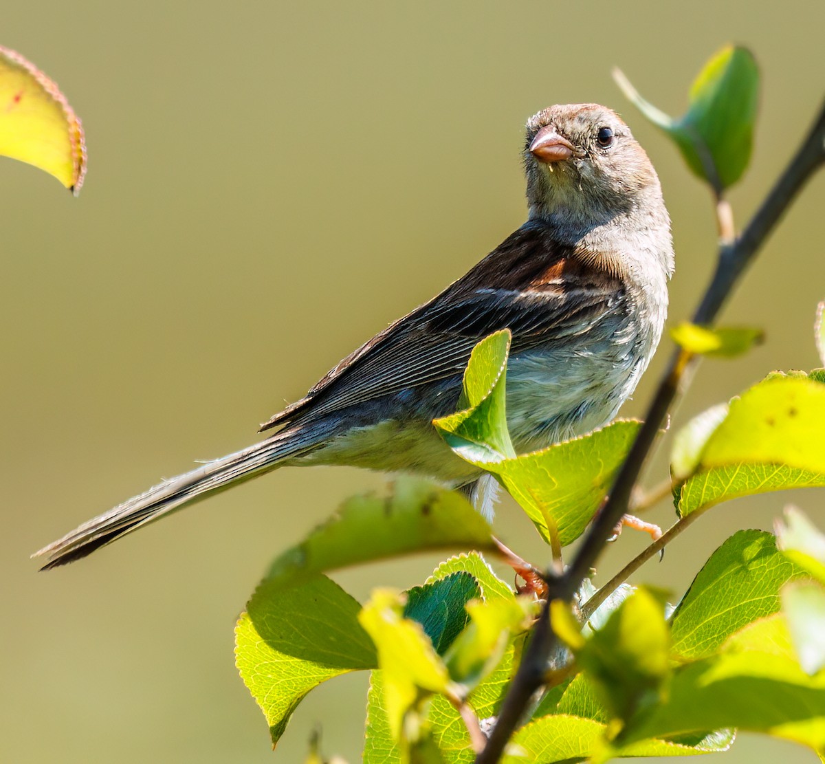 Field Sparrow - ML596814981