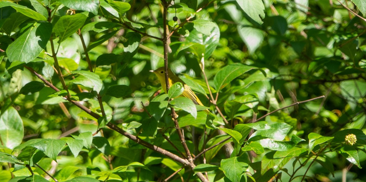 Yellow Warbler - ML596815591