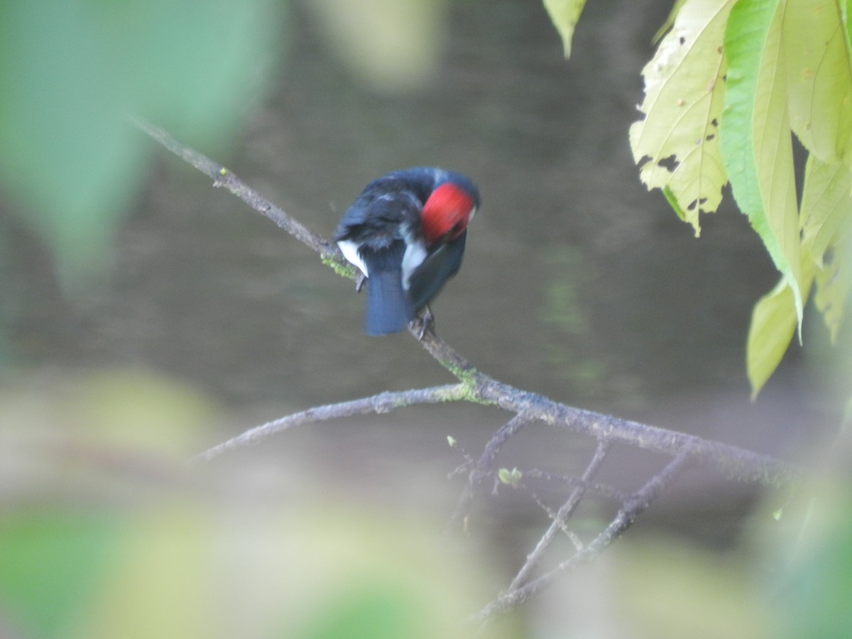Red-capped Cardinal - ML596816561