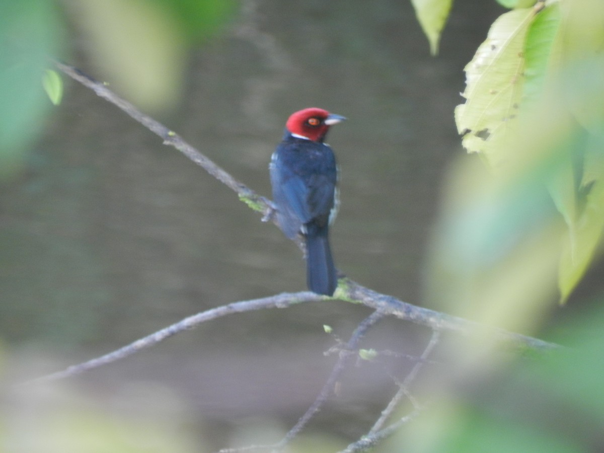 Red-capped Cardinal - ML596816571