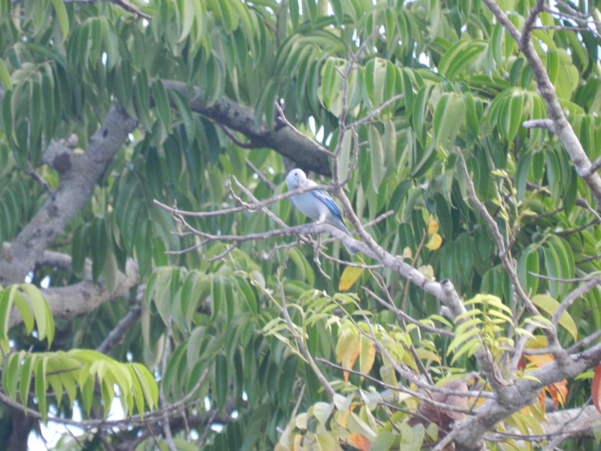 Blue-gray Tanager - ML596816841