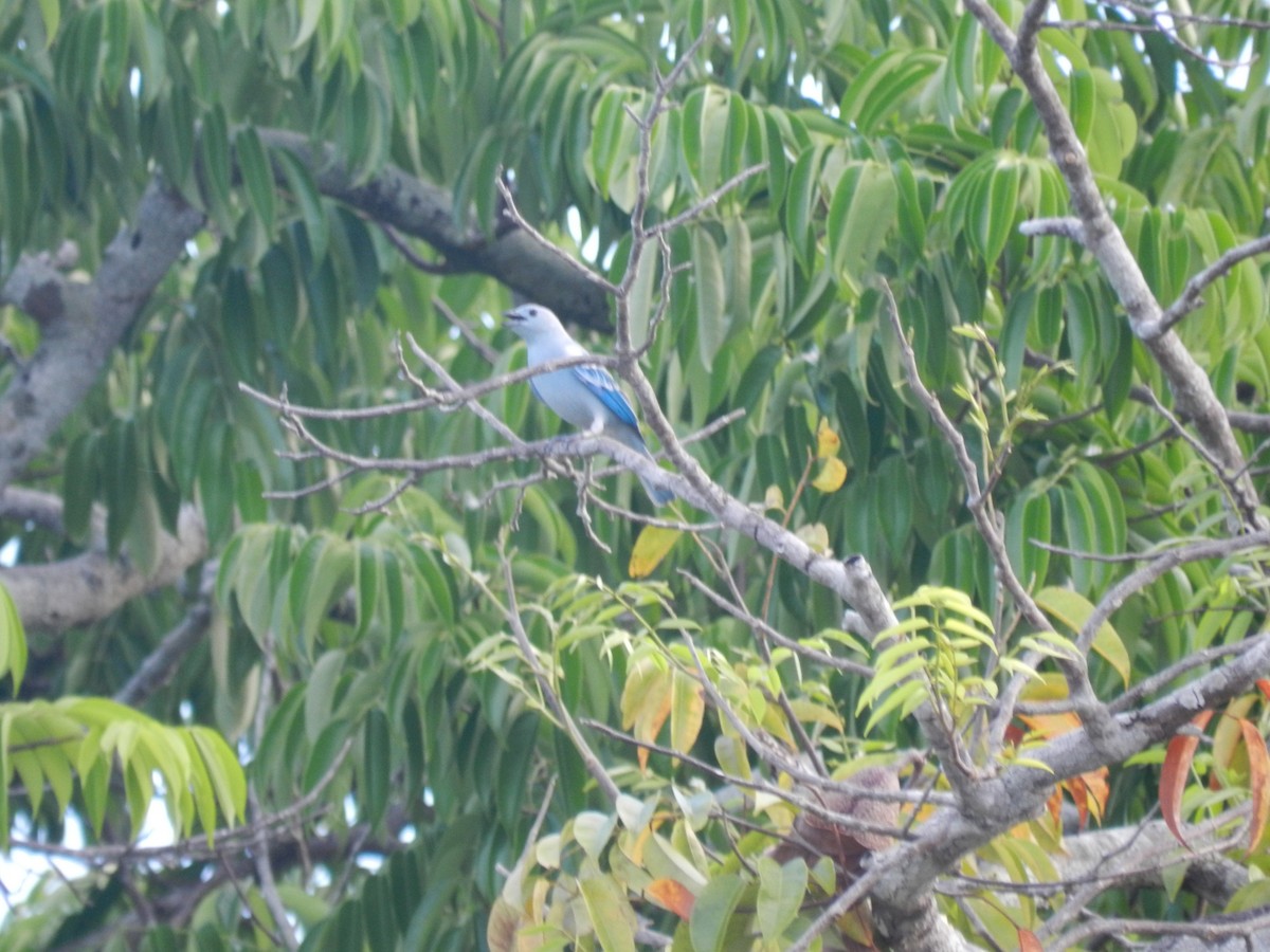 Blue-gray Tanager - ML596816861