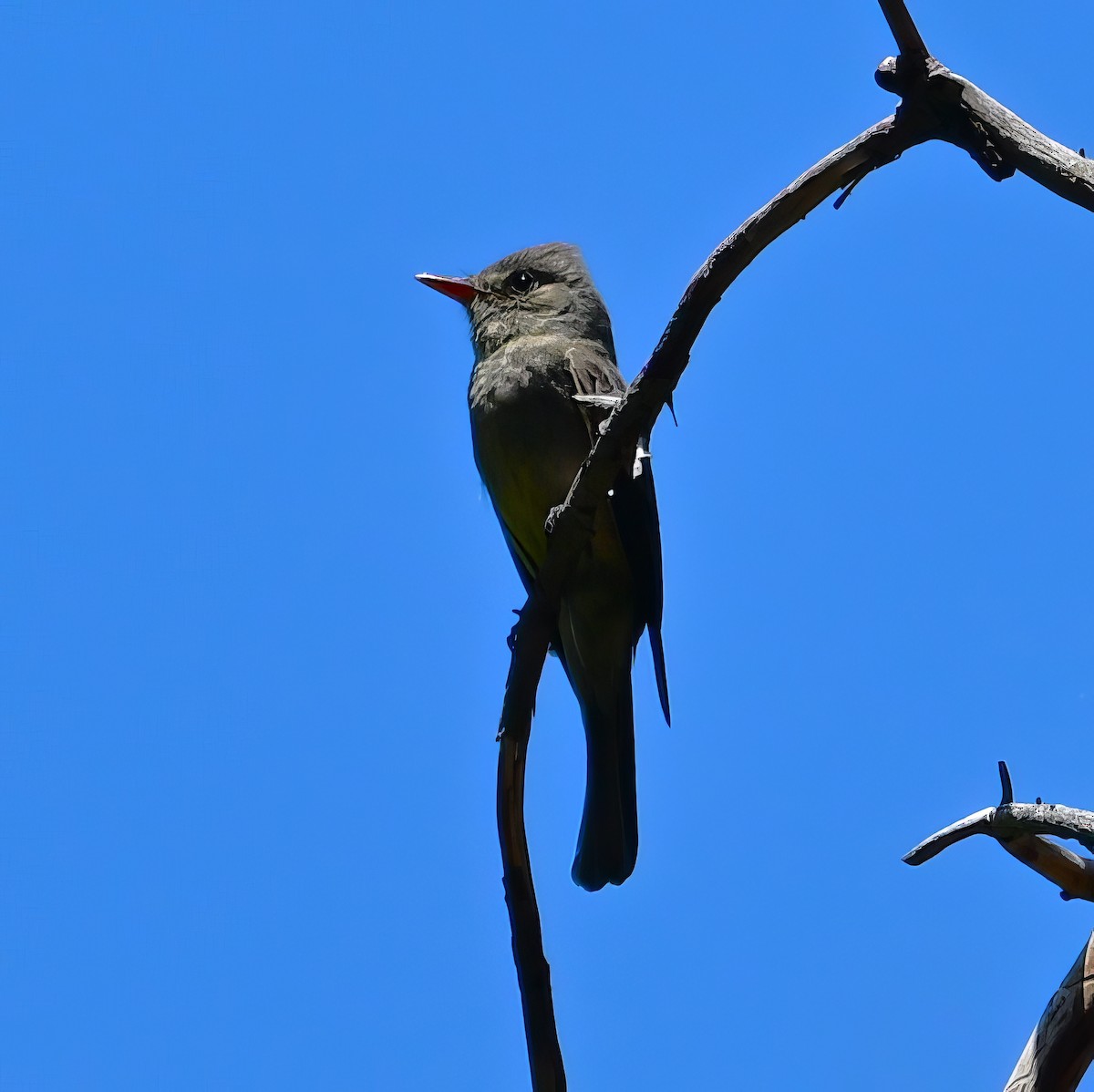 Greater Pewee - ML596817191